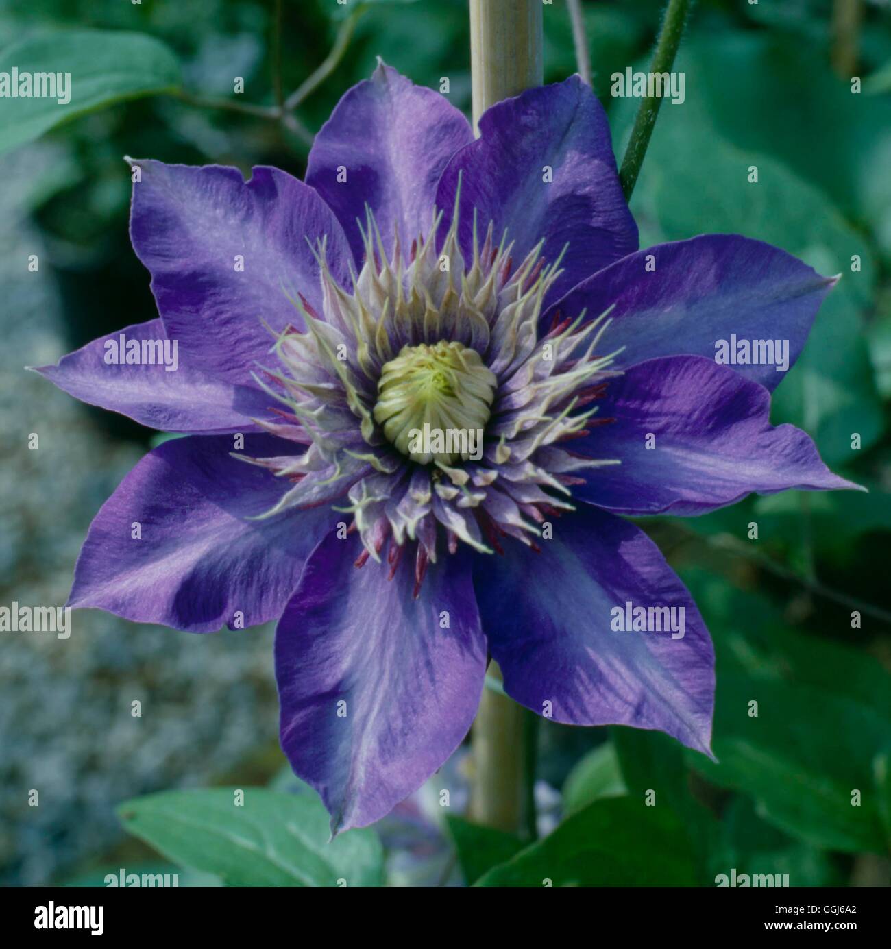 Clematis - `Multi Blue'   CLE051146 Stock Photo